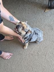 Reunited Female Dog last seen Moki Rd & Truchas Rd, Apple Valley, CA 92308