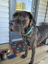 Found/Stray Male Dog last seen Robbins Rd & Bob Richards Rd, Franklin County, NC 27596