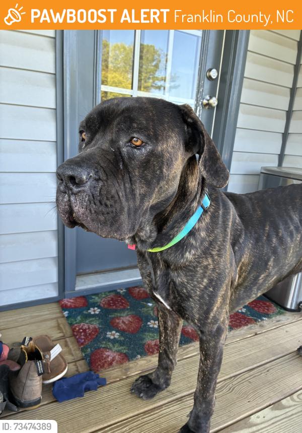 Found/Stray Male Dog last seen Robbins Rd & Bob Richards Rd, Franklin County, NC 27596
