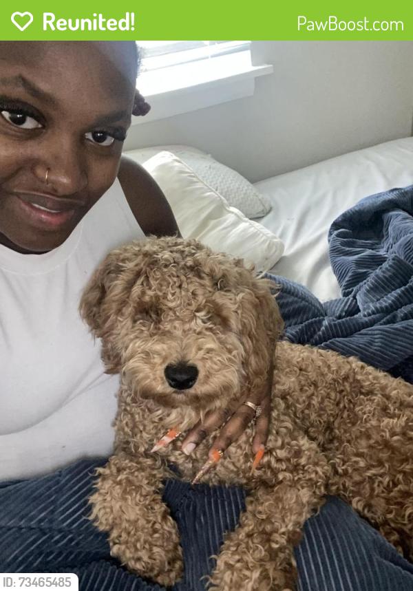 Reunited Male Dog last seen Near Park Blvd., Willow apmts, Nashville, TN 37217