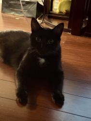 Lost Male Cat last seen Harwood North Parkette, Ajax, ON L1Z 1H9