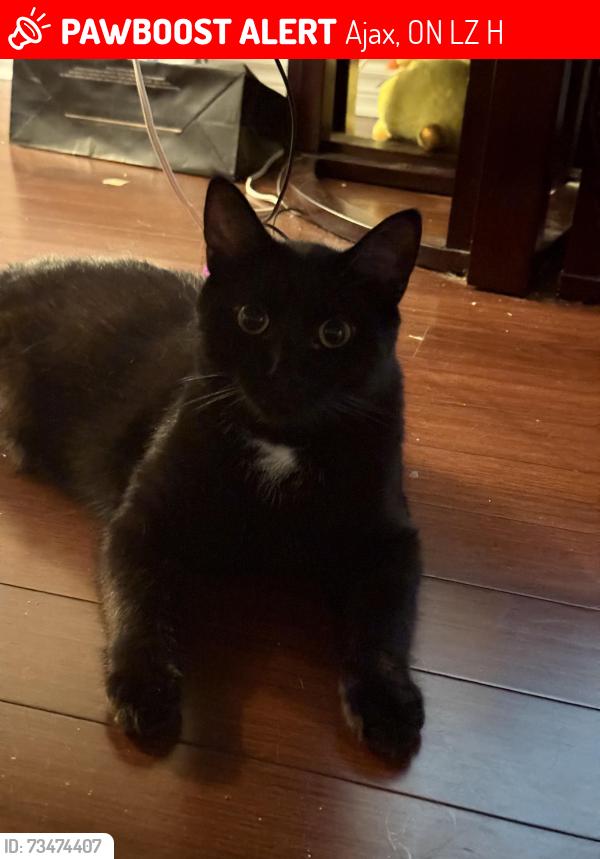 Lost Male Cat last seen Harwood North Parkette, Ajax, ON L1Z 1H9