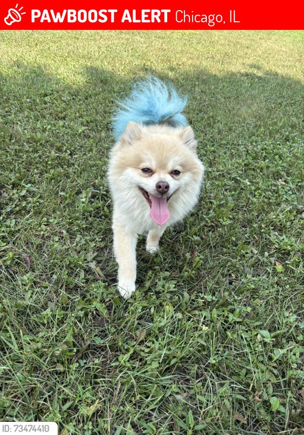 Lost Male Dog last seen By Pete’s fresh market, Chicago, IL 60647