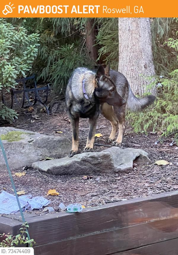 Found/Stray Unknown Dog last seen Near Loch Highland Pass NE, Roswell, GA 30075, Roswell, GA 30075