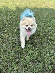 Lost Male Dog last seen By Pete’s fresh market, Chicago, IL 60647