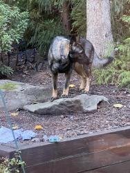 Found/Stray Unknown Dog last seen Near Loch Highland Pass NE, Roswell, GA 30075, Roswell, GA 30075