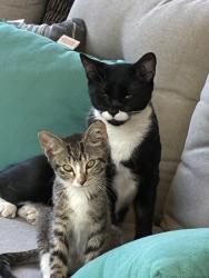 Lost Male Cat last seen Norman St Nampa ID, Nampa, ID 83686