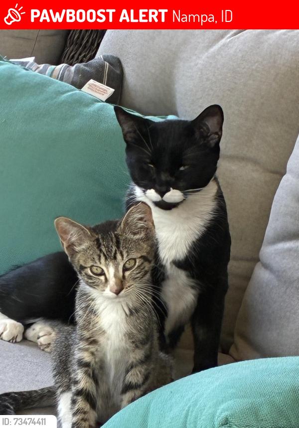 Lost Male Cat last seen Norman St Nampa ID, Nampa, ID 83686