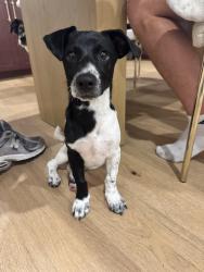 Found/Stray Male Dog last seen 37th St, Houston, TX 77022