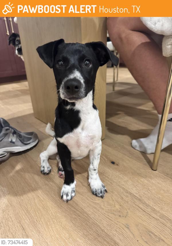 Found/Stray Male Dog last seen 37th St, Houston, TX 77022