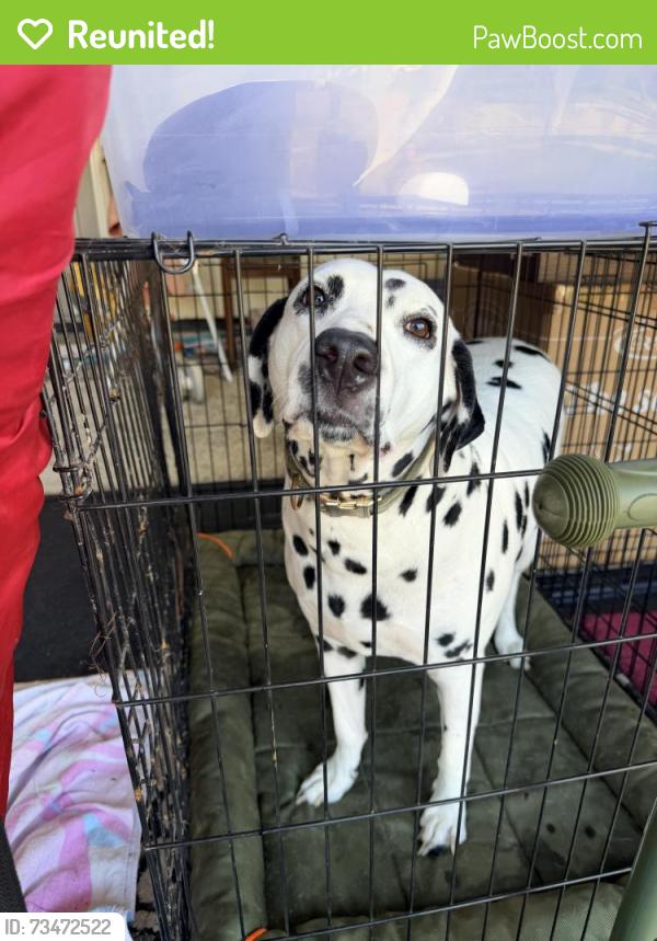 Reunited Male Dog last seen Westgreen and FM 529, Houston, TX 77433