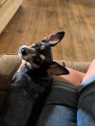 Found/Stray Female Dog last seen South Union and East fountain, near memorial park, Colorado Springs, CO 80910