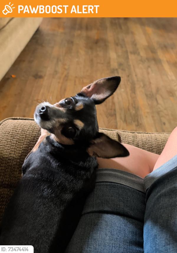 Found/Stray Female Dog last seen South Union and East fountain, near memorial park, Colorado Springs, CO 80910