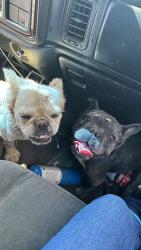 Found/Stray Female Dog last seen Cypress park & Figueroa st, Los Angeles, CA 90031
