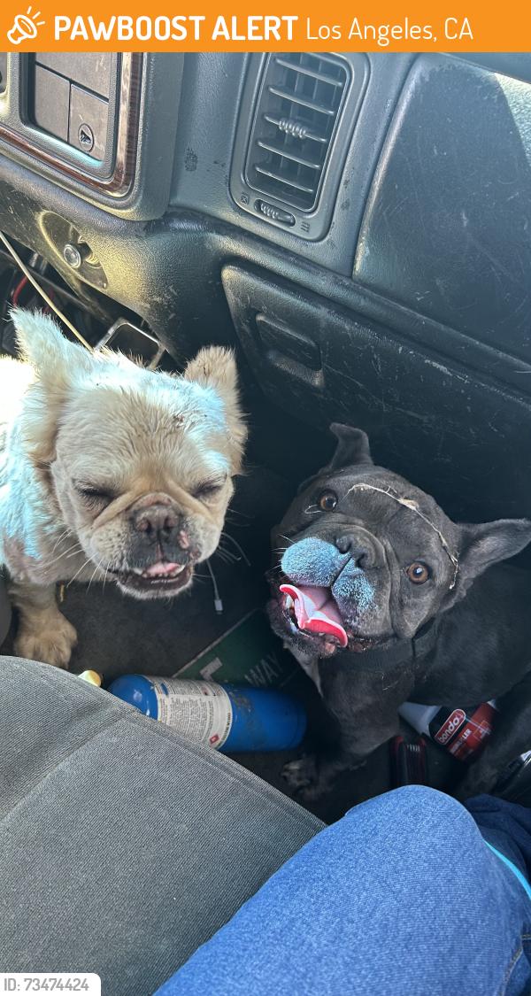 Found/Stray Female Dog last seen Cypress park & Figueroa st, Los Angeles, CA 90031