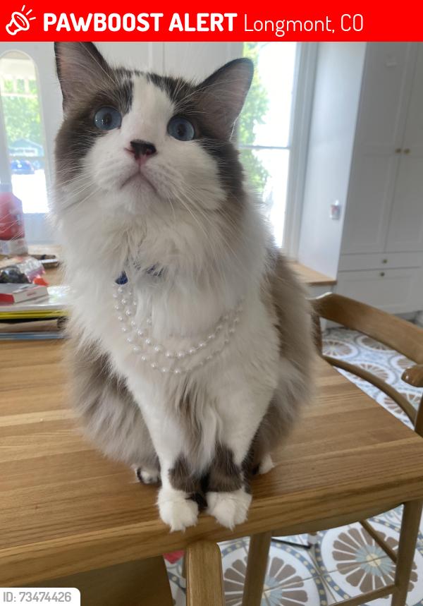 Lost Female Cat last seen 6th and Collyer st, Longmont, CO 80501