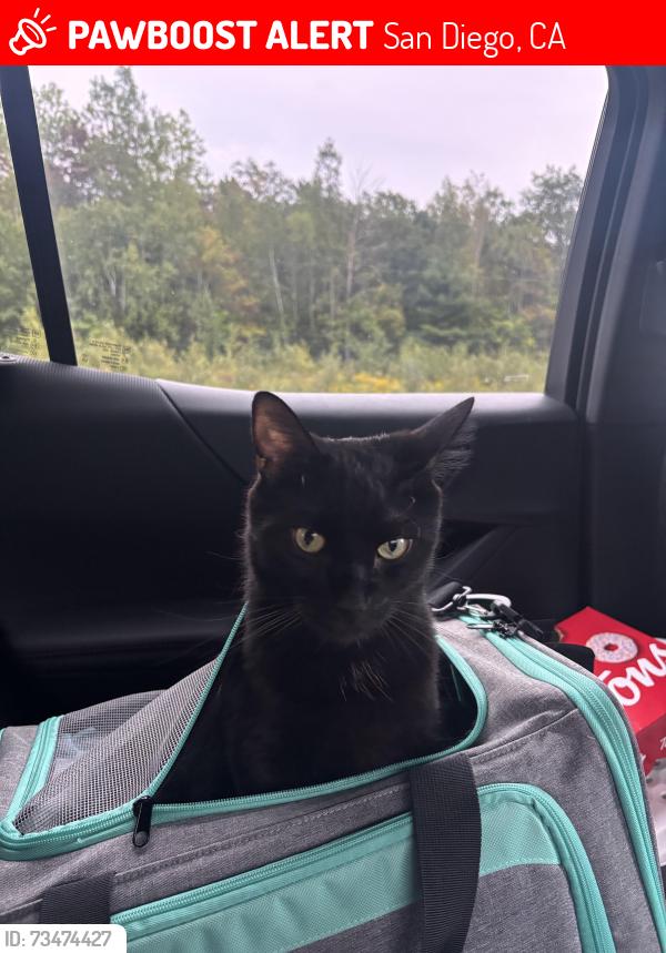 Lost Male Cat last seen Near Miramar St., San Diego, CA 92092