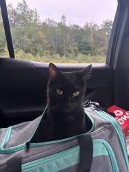 Lost Male Cat last seen Near Miramar St., San Diego, CA 92092