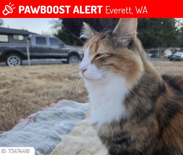 Lost Female Cat last seen Larlin Drive and Timber Circle, Valley View neighborhood, Everett, WA 98203
