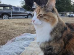 Lost Female Cat last seen Larlin Drive and Timber Circle, Valley View neighborhood, Everett, WA 98203