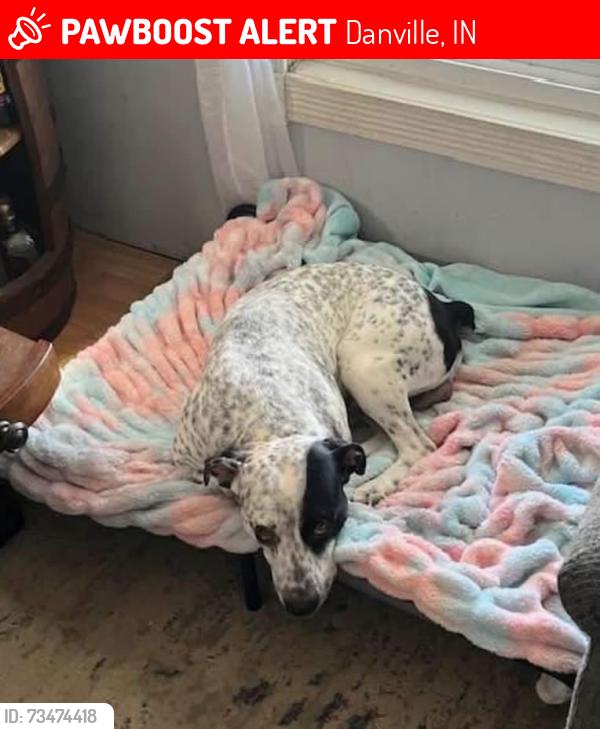 Lost Male Dog last seen Near Purpura Drive, Danville, IN 46122