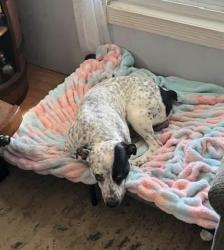 Lost Male Dog last seen Near Purpura Drive, Danville, IN 46122
