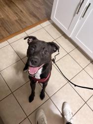 Found/Stray Male Dog last seen Se 2nd Ave and Se 3rd St. Next to Mark’s Prime, Gainesville, FL 32601