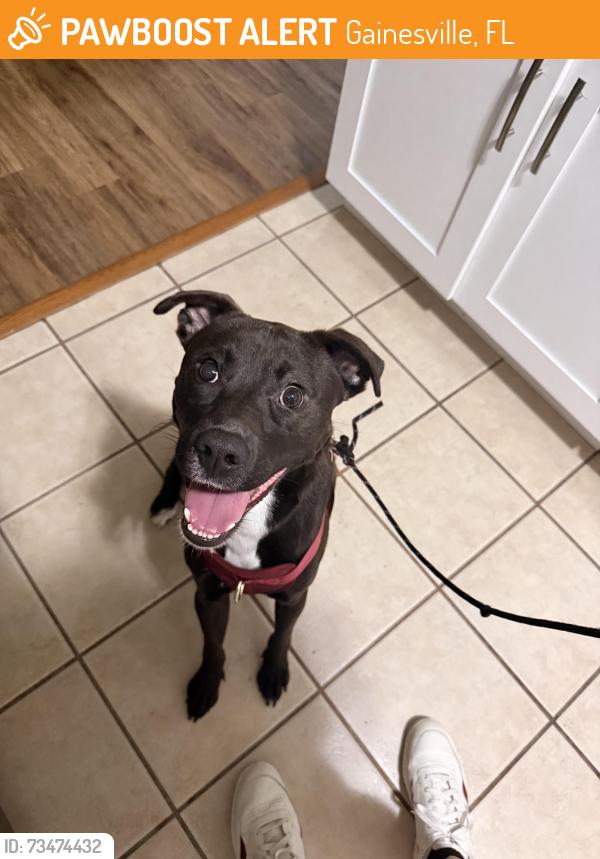 Found/Stray Male Dog last seen Se 2nd Ave and Se 3rd St. Next to Mark’s Prime, Gainesville, FL 32601