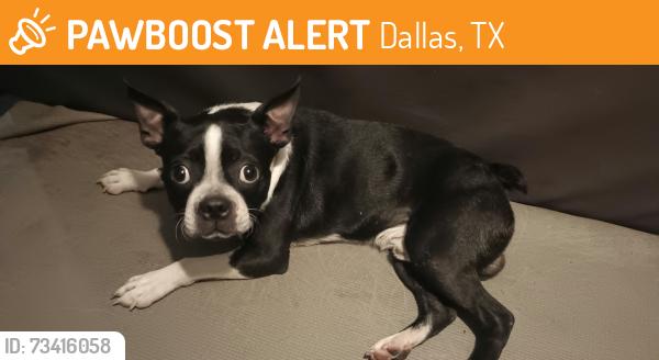 Found/Stray Male Dog last seen Walnut Hill and Marsh Lane, Dallas, TX 75220