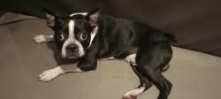 Found/Stray Male Dog last seen Walnut Hill and Marsh Lane, Dallas, TX 75220