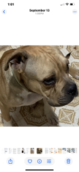 Found/Stray Male Dog last seen Memorial and Luther rd, Luther, OK 73054