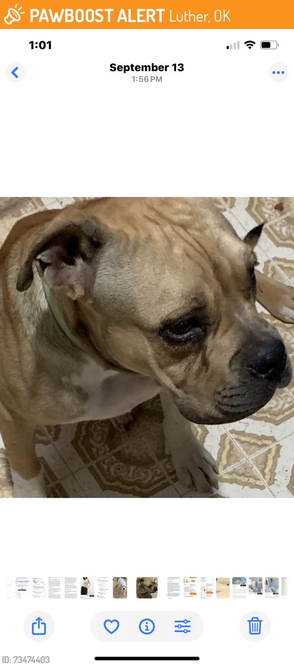 Found/Stray Male Dog last seen Memorial and Luther rd, Luther, OK 73054
