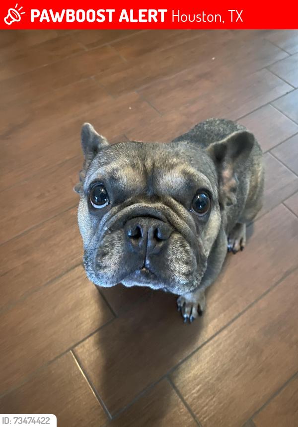 Lost Male Dog last seen Hasting green, Houston, TX 77065