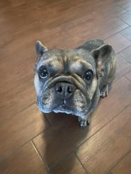 Lost Male Dog last seen Hasting green, Houston, TX 77065