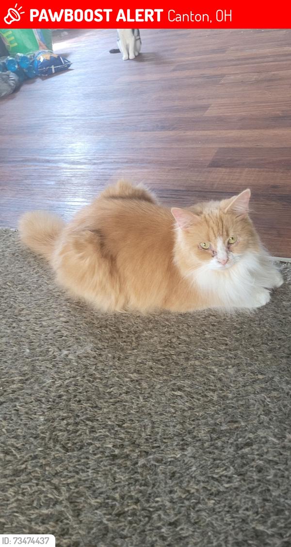 Lost Female Cat last seen Marios Drive Thru, Canton, OH 44704