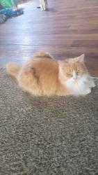 Lost Female Cat last seen Marios Drive Thru, Canton, OH 44704