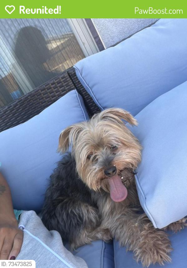 Reunited Male Dog last seen Cliente and cactus, Adelanto, CA 92301