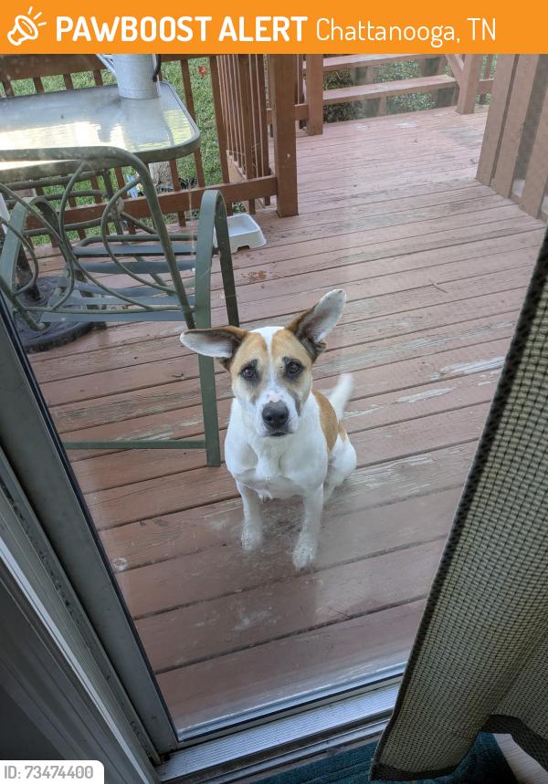 Found/Stray Male Dog last seen S Crest Rd, Chattanooga, TN 37412