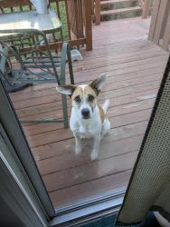 Found/Stray Male Dog last seen S Crest Rd, Chattanooga, TN 37412