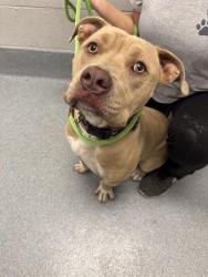 Shelter Stray Male Dog last seen Near, 5001 E Raymond St, Indianapolis, IN 46203, USA