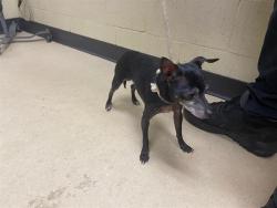 Shelter Stray Male Dog last seen Near BLOCK N 44TH ST, 3839 W Burnham St, West Milwaukee, WI 53215, USA