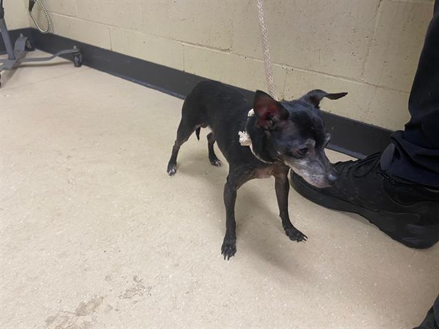 Shelter Stray Male Dog last seen Near BLOCK N 44TH ST, 3839 W Burnham St, West Milwaukee, WI 53215, USA