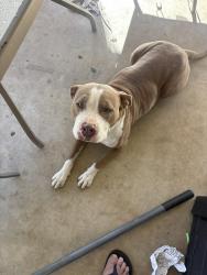Found/Stray Female Dog last seen Northwest 25th and Rockwell, Bethany Oklahoma City, Bethany, OK 73008