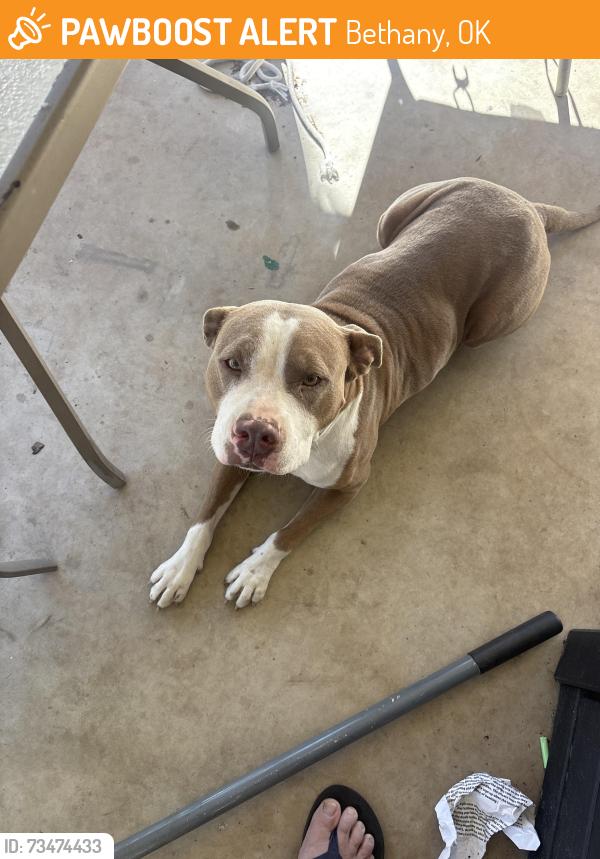 Found/Stray Female Dog last seen Northwest 25th and Rockwell, Bethany Oklahoma City, Bethany, OK 73008