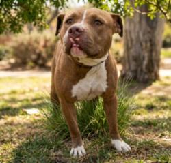Shelter Stray Male Dog last seen , 957 N Gaffey St, San Pedro, CA 90731, USA
