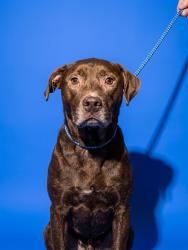 Shelter Stray Female Dog last seen Near BLOCK MEMORIAL PARK, 2020 Forest St, Jacksonville, FL 32204, USA