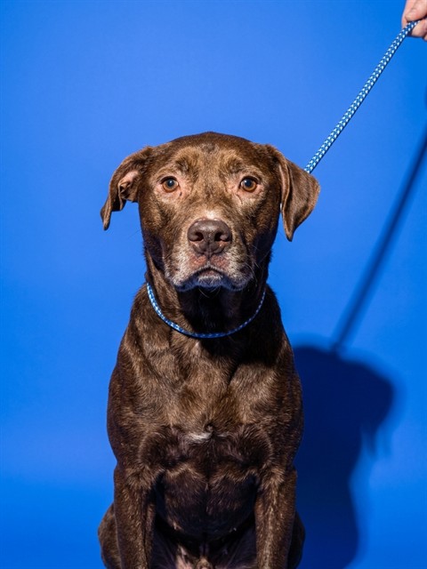 Shelter Stray Female Dog last seen Near BLOCK MEMORIAL PARK, 2020 Forest St, Jacksonville, FL 32204, USA