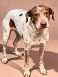 Shelter Stray Female Dog last seen Near BLOCK W 24TH ST, 2020 Forest St, Jacksonville, FL 32204, USA