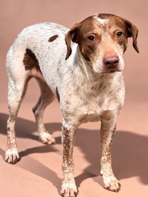 Shelter Stray Female Dog last seen Near BLOCK W 24TH ST, 2020 Forest St, Jacksonville, FL 32204, USA