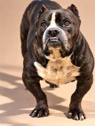 Shelter Stray Male Dog last seen Near BLOCK W 24TH ST, 2020 Forest St, Jacksonville, FL 32204, USA